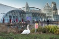 Dartford, England - Jan 21 2020 A swan stands by the pond in front of Bluewater an out-of-town shopping centre in Kent, Uk