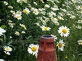 A Gathering Of Oxeye Daisies Along A Roadside (hence the cone!) Royalty Free Stock Photo