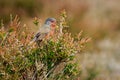 Dartford warbler Sylvia undata Royalty Free Stock Photo