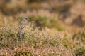 Dartford warbler Sylvia undata Royalty Free Stock Photo