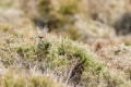Dartford warbler (Sylvia undata) Royalty Free Stock Photo
