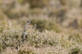 Dartford warbler (Sylvia undata)