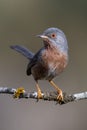 Dartford Warbler, Sylvia undata, single bird on a branch on uniform background Royalty Free Stock Photo