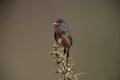 Dartford warbler, Sylvia undata, Royalty Free Stock Photo