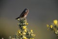 Dartford warbler, Sylvia undata, Royalty Free Stock Photo