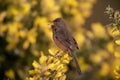 Dartford warbler, Sylvia undata, Royalty Free Stock Photo