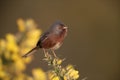 Dartford warbler, Sylvia undata, Royalty Free Stock Photo