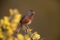 Dartford warbler, Sylvia undata, Royalty Free Stock Photo