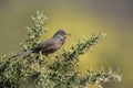 Dartford warbler, Sylvia undata, Royalty Free Stock Photo