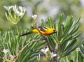 Darting Altamira Oriole Royalty Free Stock Photo