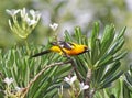 Darting Altamira Oriole