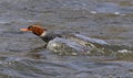 Darting Female Common Merganser Royalty Free Stock Photo