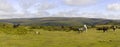 Dartmoor