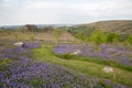 Dartmoor Blue bell Landscape