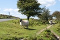 Sheep looking for grazing, Devon, UK Royalty Free Stock Photo