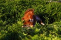 Dartmoor Fern Baby Horse.