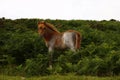 Dartmoor foal in the Ferns Royalty Free Stock Photo