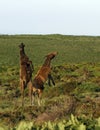 Foals Boxing Match Royalty Free Stock Photo