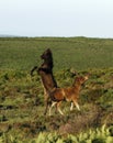 Dartmoor Foal Playing Royalty Free Stock Photo