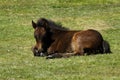 Dartmoor Foal Royalty Free Stock Photo