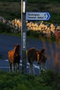 Dartmoor Foals at Cold East Cross Royalty Free Stock Photo