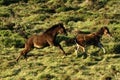 Dartmoor Foals Playing Royalty Free Stock Photo