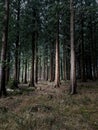 Dartmoor Forests, Dartmoor National Park Devon uk