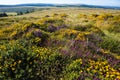 The many colours of Dartmoor, Devon, England Royalty Free Stock Photo