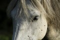 Grey Horse Eye Royalty Free Stock Photo