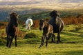 Dartmoor ponies Royalty Free Stock Photo