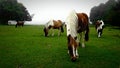 Dartmoor National Park Ponies . DARTMOOR DEVON UK Royalty Free Stock Photo