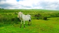 Wild Ponies Dartmoor National Park River Plym at cadover Royalty Free Stock Photo