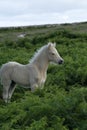 Dartmoor Palomino Foal Royalty Free Stock Photo