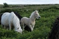 Dartmoor Palomino Mare & Foal Royalty Free Stock Photo