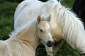 Dartmoor Palomino Foal Royalty Free Stock Photo