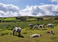 Dartmoor ponies Royalty Free Stock Photo