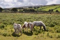 Dartmoor ponies Royalty Free Stock Photo