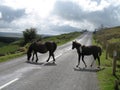 Dartmoor ponies Royalty Free Stock Photo