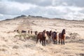 Dartmoor ponies bellever tor dartmoor Royalty Free Stock Photo