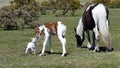 Dartmoor ponies on Bodmin Moor South West England Royalty Free Stock Photo