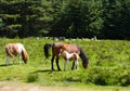 Dartmoor Ponies Devon at Bronze Age stone circle