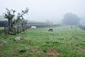 Dartmoor Ponies in the Fog, Dartmoor, South Devon, England Royalty Free Stock Photo