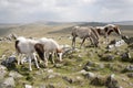 Dartmoor ponies Royalty Free Stock Photo