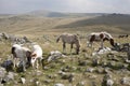 Dartmoor Ponies Royalty Free Stock Photo