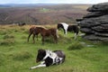 Dartmoor ponies grazing on Birch Tor