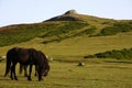 Dartmoor ponies grazing the slopes of Haytor Royalty Free Stock Photo