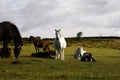 Dartmoor ponies grazing the slopes of Haytor Royalty Free Stock Photo