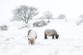 Dartmoor ponies in snow dartmoor Royalty Free Stock Photo