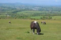 Dartmoor ponies grazing on Whitchurch Common, Dartmoor National Park, Devon, UK Royalty Free Stock Photo