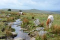 Dartmoor ponies on the high moors, UK